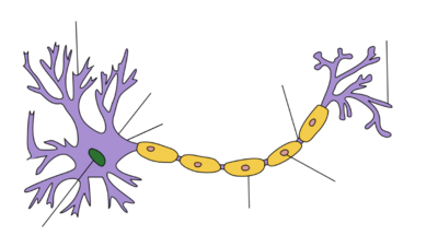 At one end of an elongated structure is a branching mass. At the centre of this mass is the nucleus and the branches are dendrites. A thick axon trails away from the mass, ending with further branching which are labeled as axon terminals. Along the axon are a number of protuberances labeled as myelin sheaths.