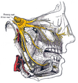 Gray778 Trigeminal.png