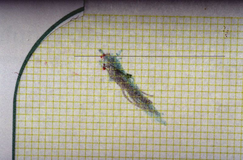 File:1600px-Spasmo emimasticatorio assiografia.jpeg